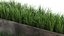 Ornamental grass in a rusty flower pot for the interior 939