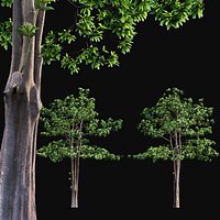 Alstonia scholaris - Milkwood