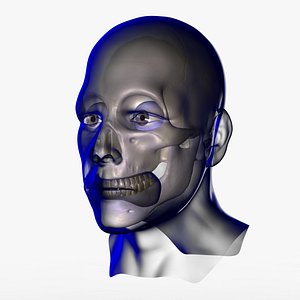3d x-ray male face
