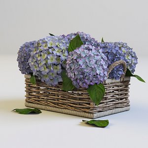 Hydrangea in basket