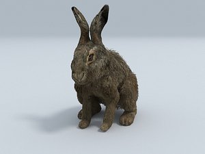 3d model realistic hare