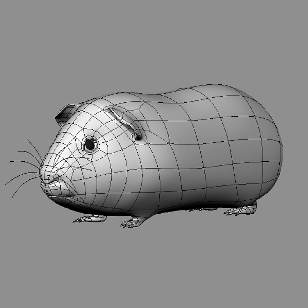 3d guinea pig https://p.turbosquid.com/ts-thumb/9y/MfVt5Z/EqGb30ot/05_wire/jpg/1348999354/1920x1080/fit_q87/be2bc707807c026ba69aa7048f84dd5089e009e1/05_wire.jpg