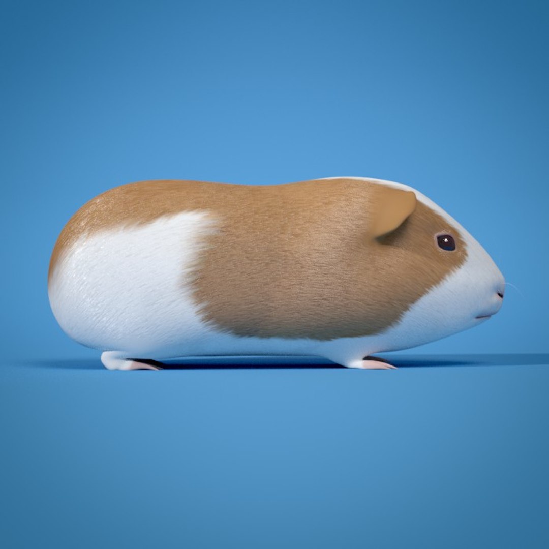 3d guinea pig https://p.turbosquid.com/ts-thumb/9y/MfVt5Z/mgrt1ZYB/03/jpg/1354980897/1920x1080/fit_q87/37bfc06898df87217c0a1e113e6f3864d8c0e2d5/03.jpg