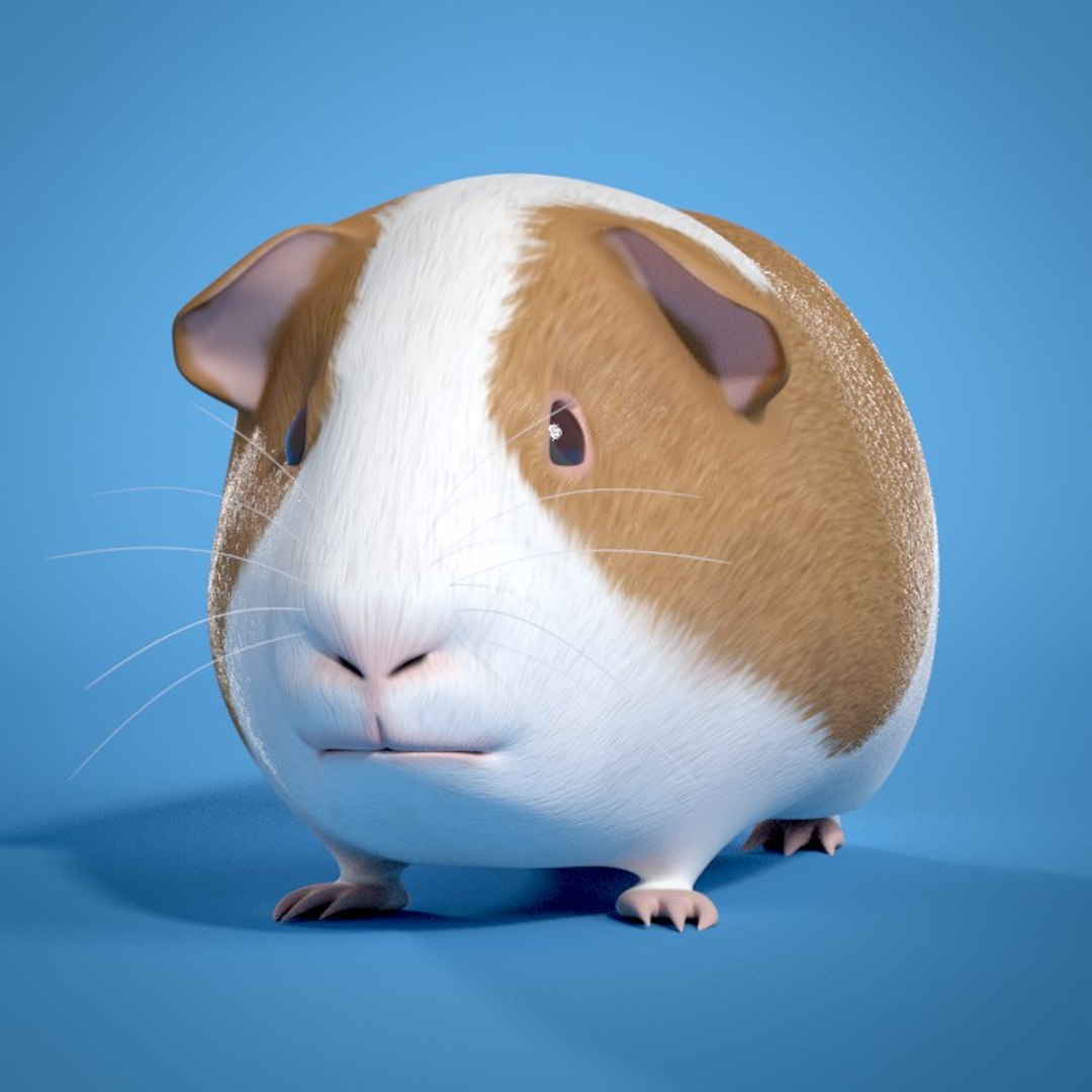 3d guinea pig https://p.turbosquid.com/ts-thumb/9y/MfVt5Z/pOxC1QHu/02/jpg/1354980897/1920x1080/fit_q87/00edcd16c0cf57bb88614ed31f6d38858d8e9151/02.jpg