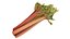 Rhubarb 8K