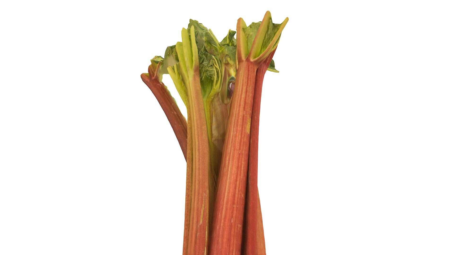 rhubarb 8k 3d max https://p.turbosquid.com/ts-thumb/9y/N8DLQx/Gb8kVXXS/0978/jpg/1431278237/1920x1080/fit_q87/f26fcd43b8785b722a9617f5e03be8f9765272fb/0978.jpg