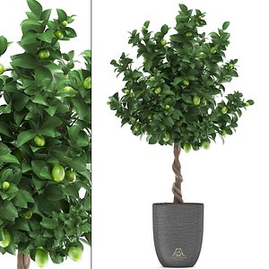 3D model lime tree lemon fruit