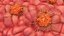 3D Cancer Cells model
