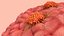 3D Cancer Cells model