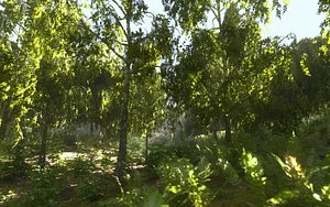 birch-tree forest tree 3D model