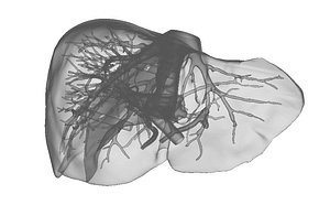 Liver