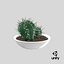 Cactus in vaso V1