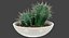 Cactus in vaso V1