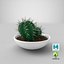 Cactus in vaso V1