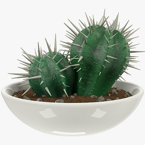 Cactus in Pot V1