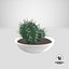 Cactus in vaso V1