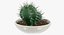 Cactus in vaso V1