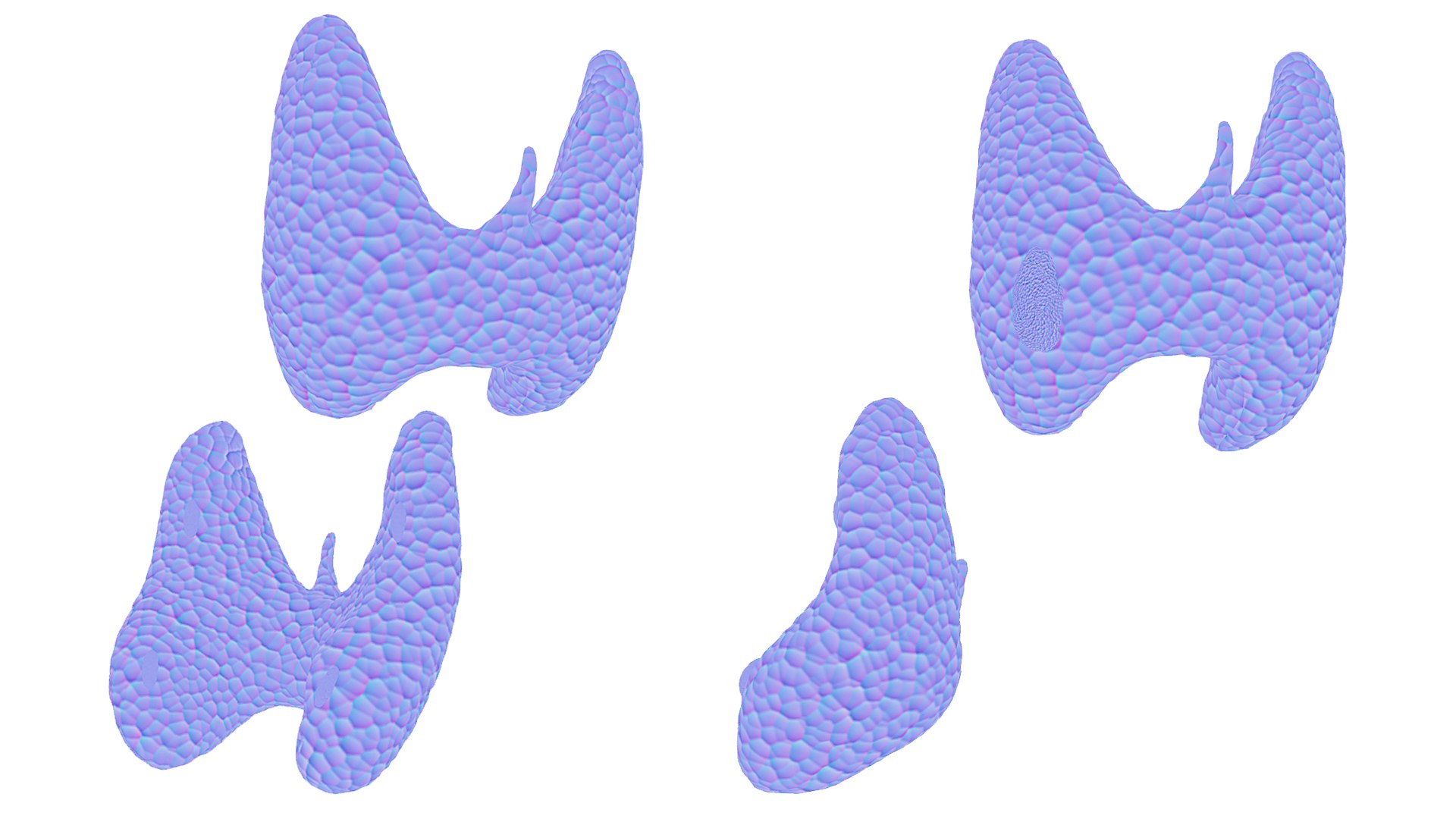 Healthy Thyroid and Thyroid Cancer 3D model https://p.turbosquid.com/ts-thumb/9y/kFilsX/w5/thyroid_normal/png/1695893918/1920x1080/fit_q87/a6060b8dd2269d19da190d32e65b7f4d194f2305/thyroid_normal.jpg