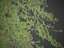 2021 PBR Broad Leaved Linden Collection - Tilia Platyphyllos 3D
