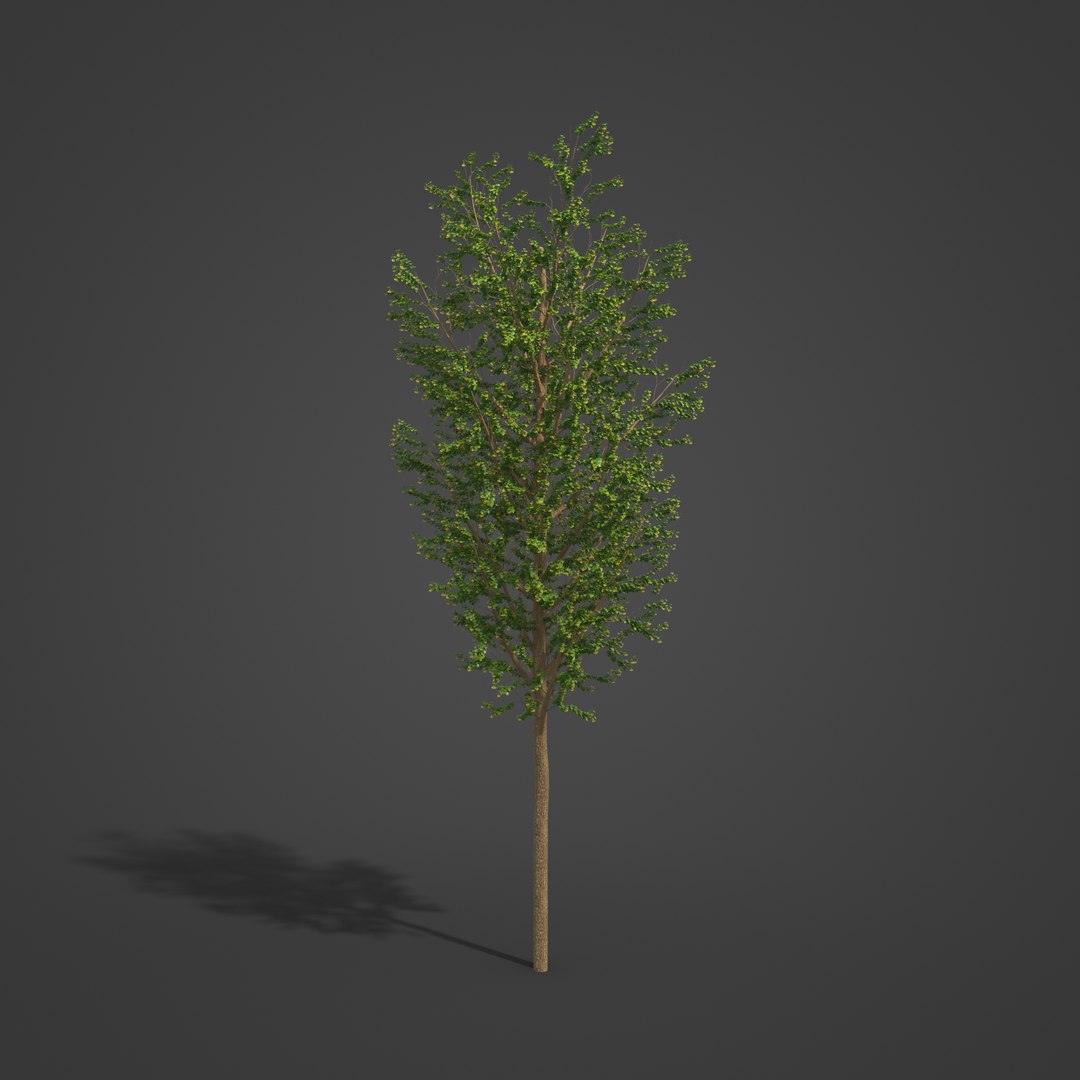 2021 PBR Broad Leaved Linden Collection - Tilia Platyphyllos 3D https://p.turbosquid.com/ts-thumb/9y/m1ZwGC/Hr/eu19_01/jpg/1624638238/1920x1080/fit_q87/3314483a75f1f0ccc7b6428dacccce42c035da1a/eu19_01.jpg