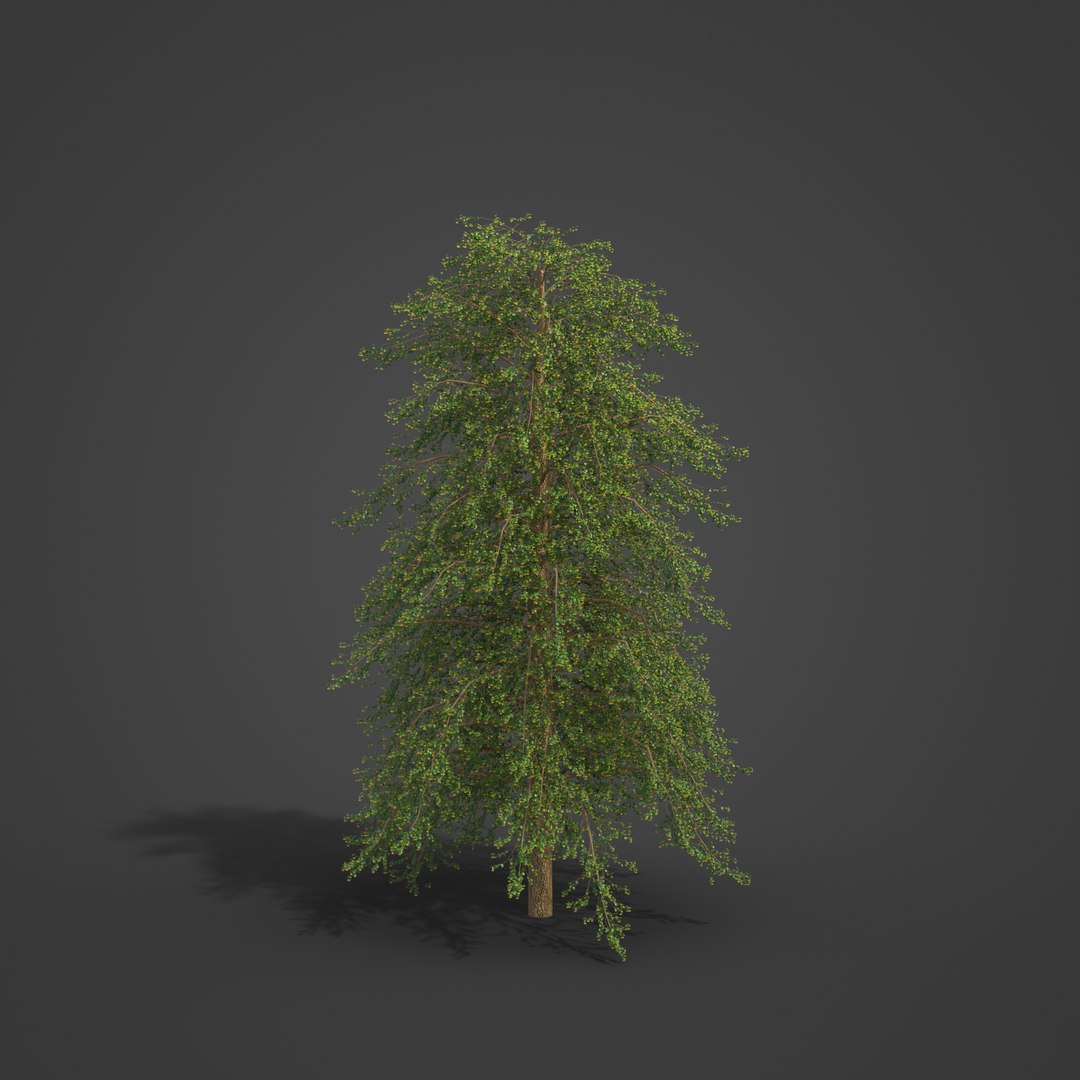 2021 PBR Broad Leaved Linden Collection - Tilia Platyphyllos 3D https://p.turbosquid.com/ts-thumb/9y/m1ZwGC/Iu/eu19_06/jpg/1624638239/1920x1080/fit_q87/011d5f5039eebf9d59cc5ee9bc466f29aaae9989/eu19_06.jpg