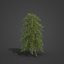 2021 PBR Broad Leaved Linden Collection - Tilia Platyphyllos 3D