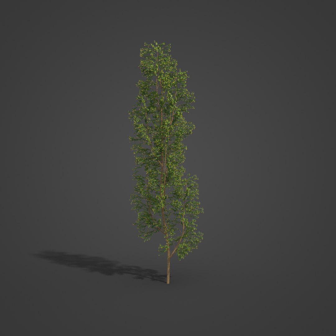 2021 PBR Broad Leaved Linden Collection - Tilia Platyphyllos 3D https://p.turbosquid.com/ts-thumb/9y/m1ZwGC/TO/eu19_03/jpg/1624638238/1920x1080/fit_q87/2d0465390b0acfd6ccaea3ac19d0fd5964af840a/eu19_03.jpg