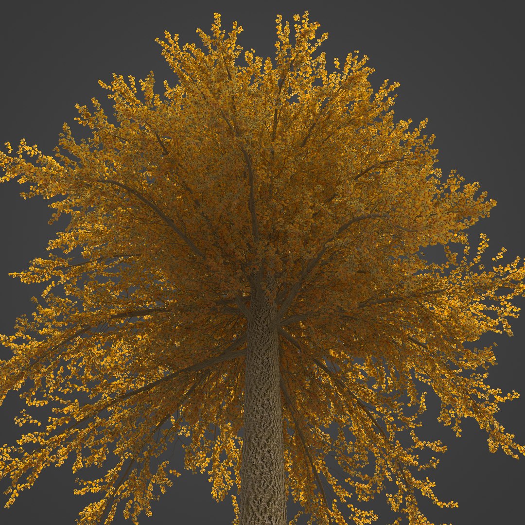 2021 PBR Broad Leaved Linden Collection - Tilia Platyphyllos 3D https://p.turbosquid.com/ts-thumb/9y/m1ZwGC/Ub/eu19_07/jpg/1624638241/1920x1080/fit_q87/ec098fea204c7f4518b74cbad1da5b40393e597e/eu19_07.jpg