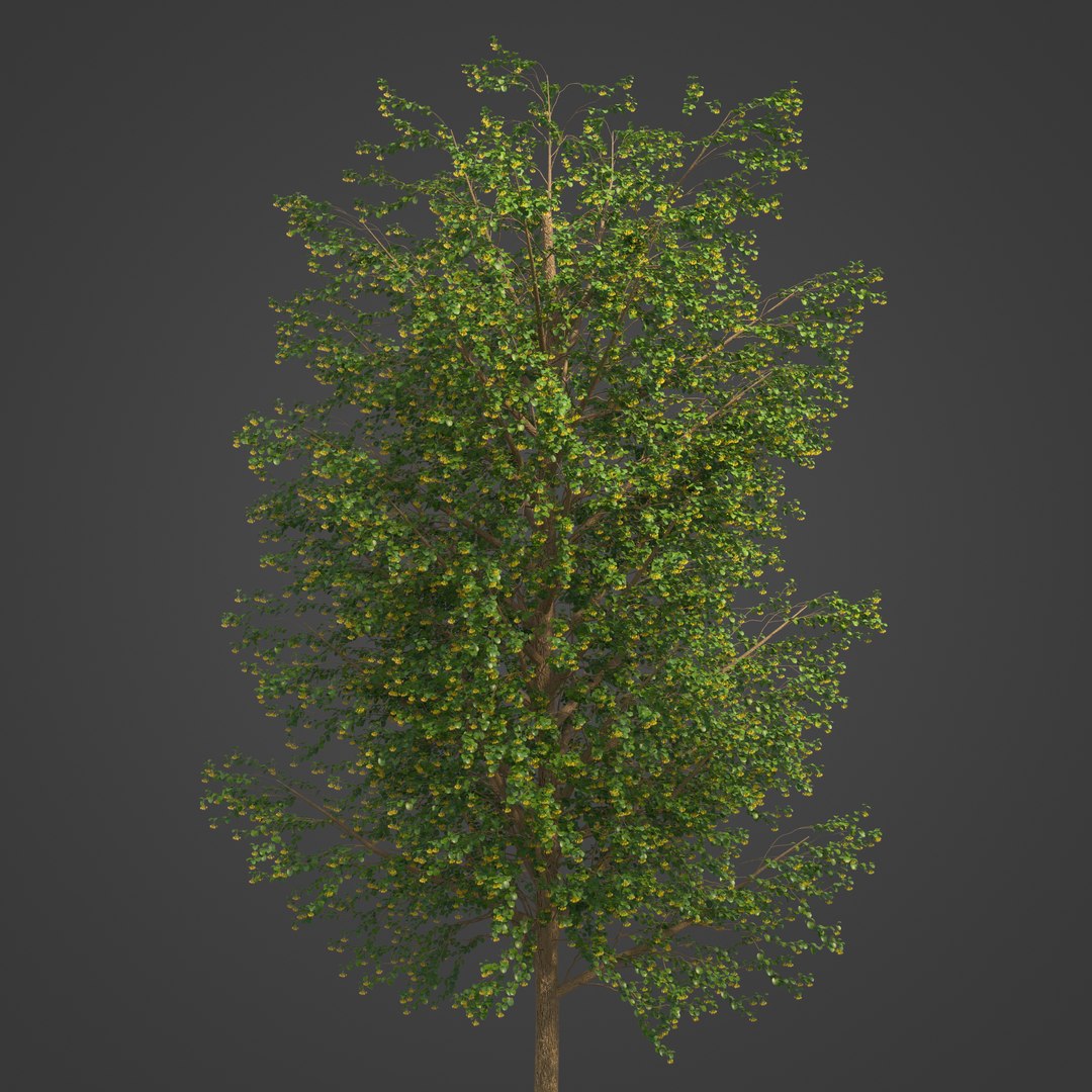 2021 PBR Broad Leaved Linden Collection - Tilia Platyphyllos 3D https://p.turbosquid.com/ts-thumb/9y/m1ZwGC/l3/eu19_08/jpg/1624638240/1920x1080/fit_q87/bbd6af6bc74980033f17b602f6d61623a2820b48/eu19_08.jpg