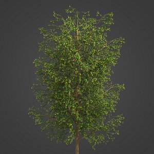 2021 PBR Broad Leaved Linden Collection - Tilia Platyphyllos 3D