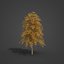 2021 PBR Broad Leaved Linden Collection - Tilia Platyphyllos 3D