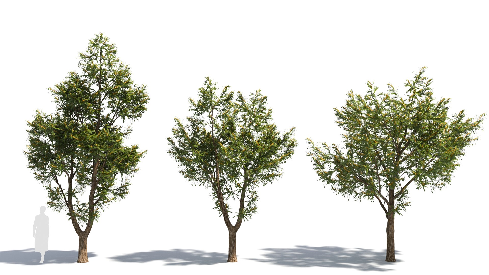 3D model Styphnolobium tree - TurboSquid 2058009