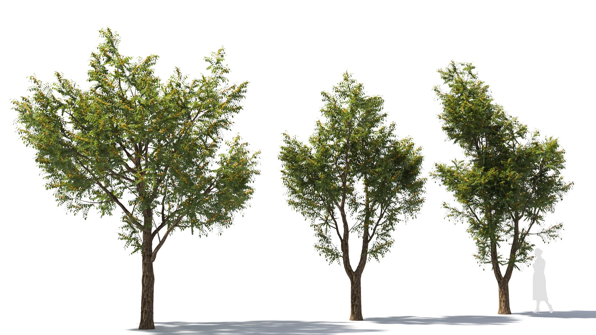 3D model Styphnolobium tree - TurboSquid 2058009