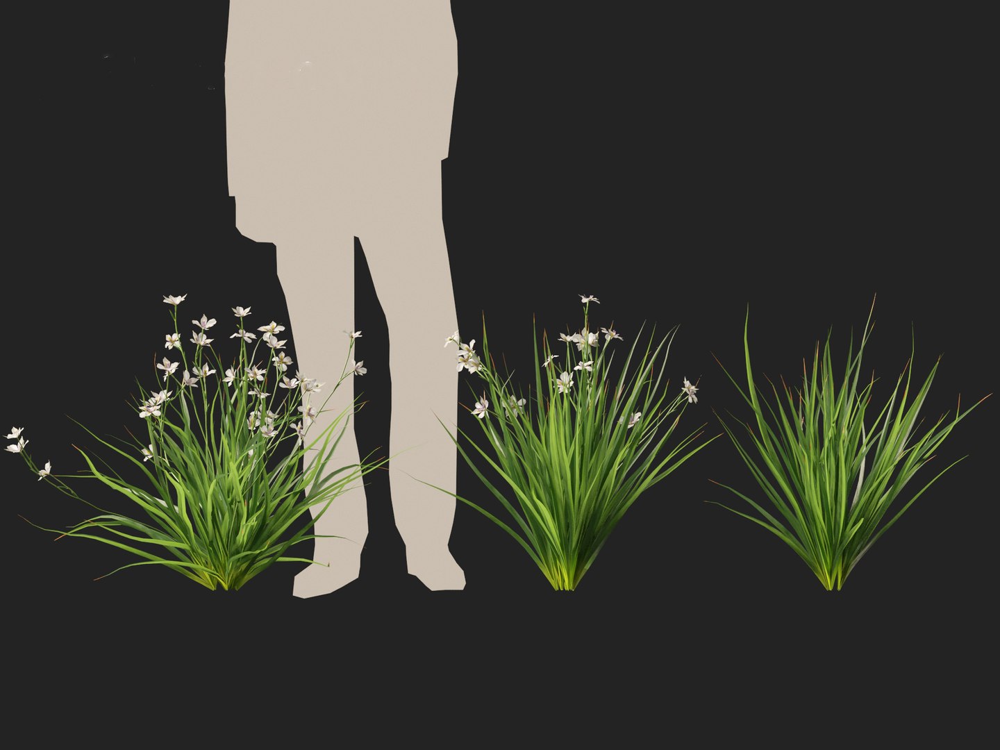 Dietes grandiflora - Fairy Iris 3D https://p.turbosquid.com/ts-thumb/9y/wA2c7M/6j/dietesgrandiflora016/jpg/1729682777/1920x1080/fit_q87/bfb25e4a138b2a8bfc6279f0fbedfd31c21a5aaa/dietesgrandiflora016.jpg