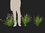 HighPoly LowPoly - Dietes grandiflora - Fairy Iris