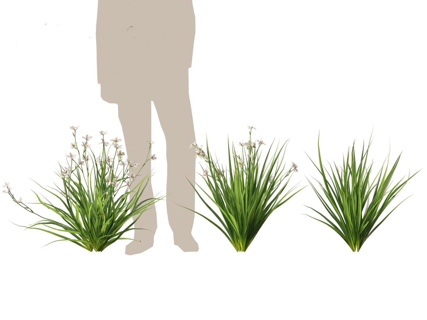 Dietes grandiflora - Fairy Iris 3D https://p.turbosquid.com/ts-thumb/9y/wA2c7M/FY/dietesgrandiflora015/jpg/1729682776/1920x1080/fit_q87/26f6d801cb0a27ec1980946adb06d8a29151ee64/dietesgrandiflora015.jpg