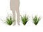 HighPoly LowPoly - Dietes grandiflora - Fairy Iris