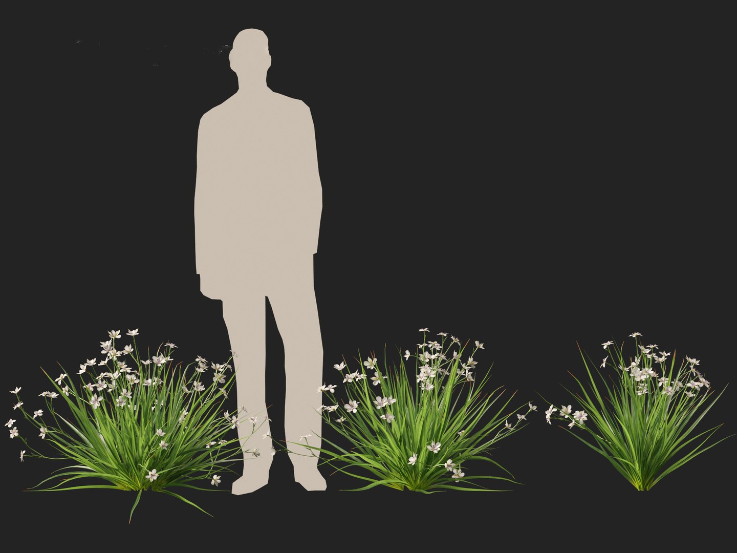 Dietes grandiflora - Fairy Iris 3D https://p.turbosquid.com/ts-thumb/9y/wA2c7M/QZ/dietesgrandiflora014/jpg/1729682775/1920x1080/fit_q87/1aa13caaa161f537be8de77dcc09c4b32ca6e6a4/dietesgrandiflora014.jpg