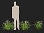HighPoly LowPoly - Dietes grandiflora - Fairy Iris