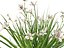 HighPoly LowPoly - Dietes grandiflora - Fairy Iris