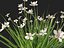 HighPoly LowPoly - Dietes grandiflora - Fairy Iris