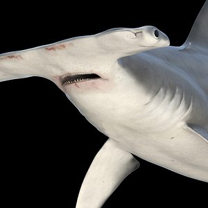maya great hammerhead shark