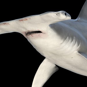 hammerhead shark