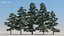 pine trees 60 3d model
