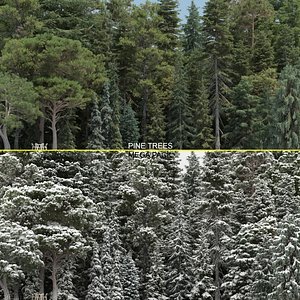 80 Pine Trees with snow