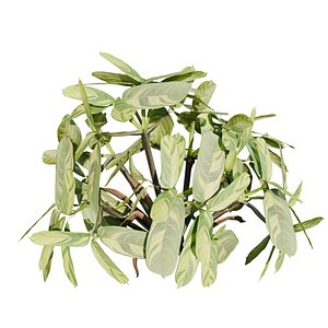 Ctenanthe lubbersiana or  nerver nerver plant 3D model
