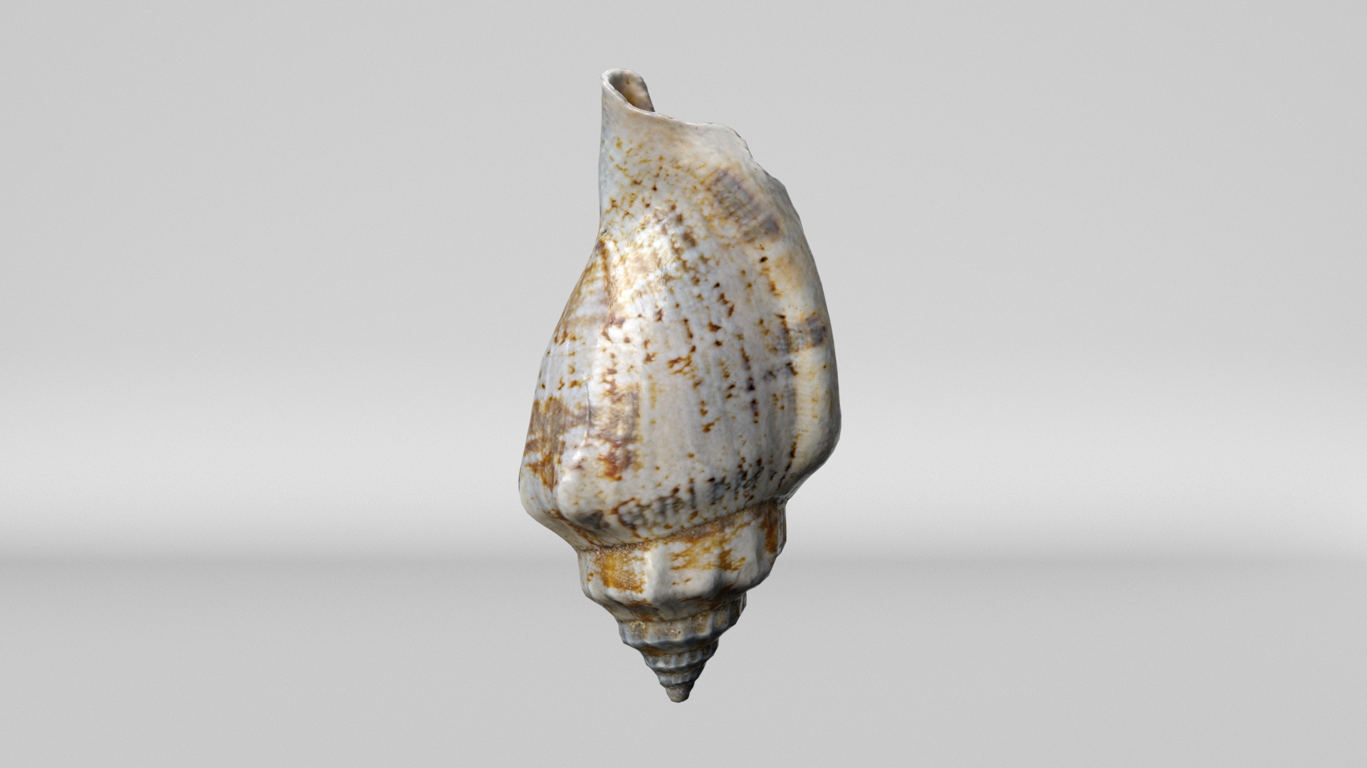 8K Smooth Sea Shell 3D https://p.turbosquid.com/ts-thumb/9z/Ipe4SU/Gl/turntable/jpg/1764069140/1920x1080/turn_fit_q99/e0b8e1e2680fd06706f32fc9692aba1c7e34a208/turntable-1.jpg