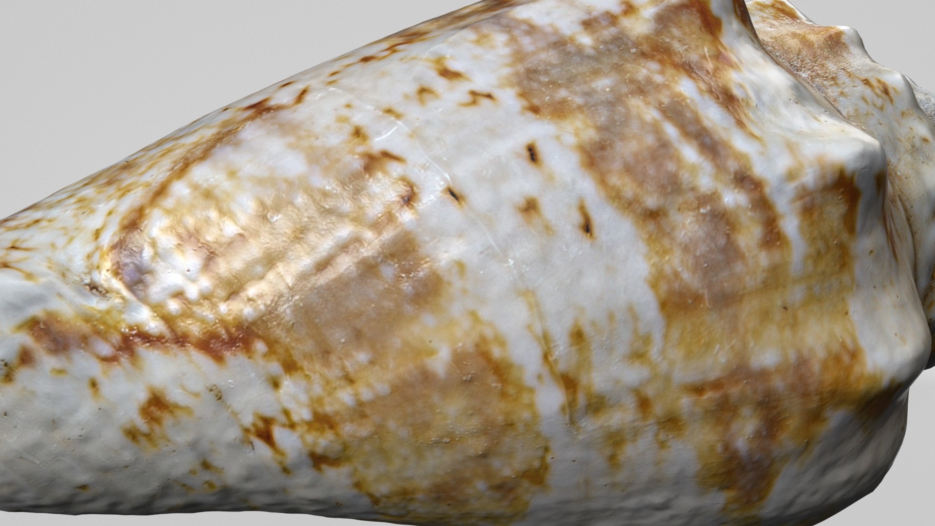 8K Smooth Sea Shell 3D https://p.turbosquid.com/ts-thumb/9z/Ipe4SU/QI/smoothshellrender6/jpg/1764090555/1920x1080/fit_q87/88f69d8cac2d5d644225eca861c70d3d170bb372/smoothshellrender6.jpg