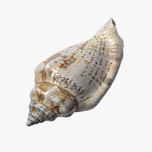 8K Common Whelk Shell