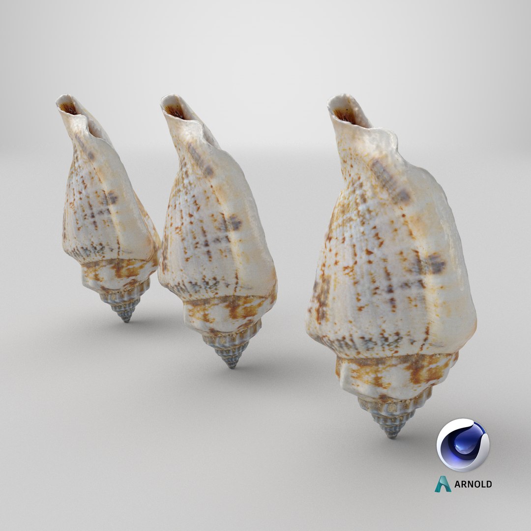 8K Smooth Sea Shell 3D https://p.turbosquid.com/ts-thumb/9z/Ipe4SU/Sn/stemcell_cinema_4d_arnold_render/png/1764252279/1920x1080/fit_q87/a1caa62fe0c5d1e282f80685801d6fde314a4bf3/stemcell_cinema_4d_arnold_render.jpg